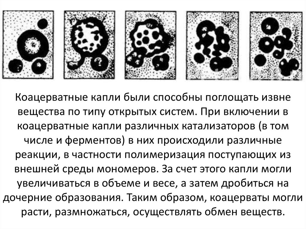 Теория первых клеточных организмов из коацерватов принадлежит. Теория коацерватов Опарина. Теория коацерватных капель Опарина. Коацерватные капли Опарин. Коацерватные капли теория.