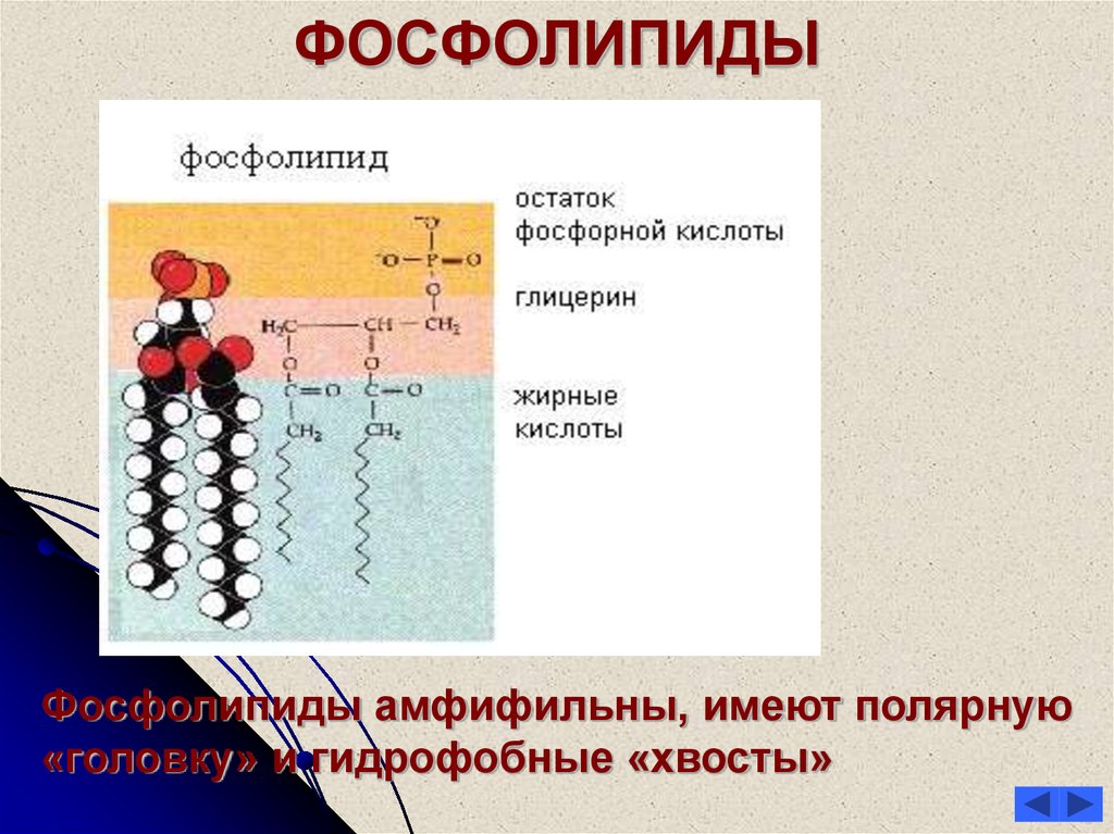 Фосфолипиды это. Синтез жирных кислот из холестерина. Регуляция биосинтеза холестерина. Холестерин и жирные кислоты. Регуляция фосфолипидов.