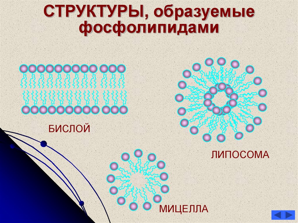 Какими структурами образован