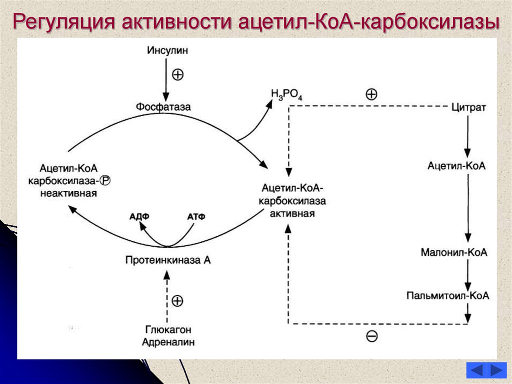 Глюкагон фермент