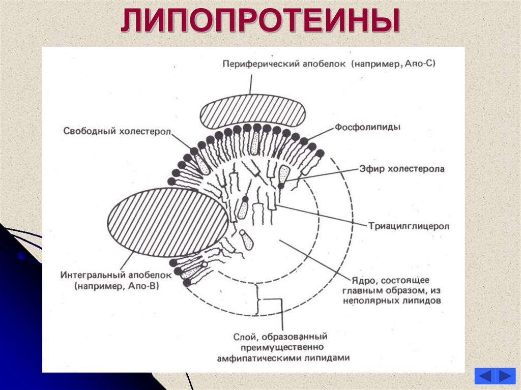 Схема строения липопротеинов