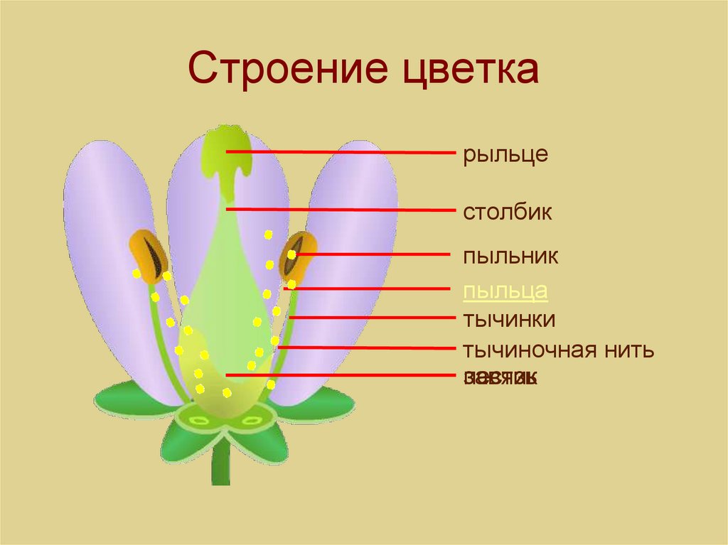 Органами размножения у цветка являются. Строение цветка. Строение цветка рисунок. Органы размножения цветка. Цветок это орган какого размножения.