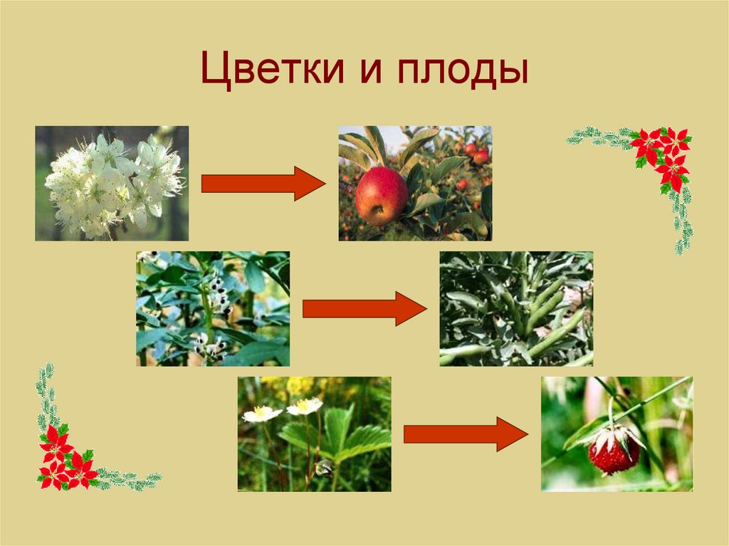 Цветы и плоды. Растение с цветком и плодом. Цветок плод семена. Проект цветы и плоды.