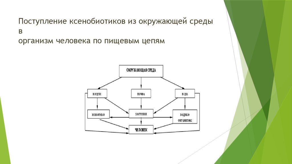 Поступление веществ в организм. Схема поступления ПХДД И ПХДФ В организм человека по пищевой цепи. Поступление ксенобиотиков в организм человека. Основные пути поступления ксенобиотиков в организм. Основной путь поступления ксенобиотиков в организм человека.