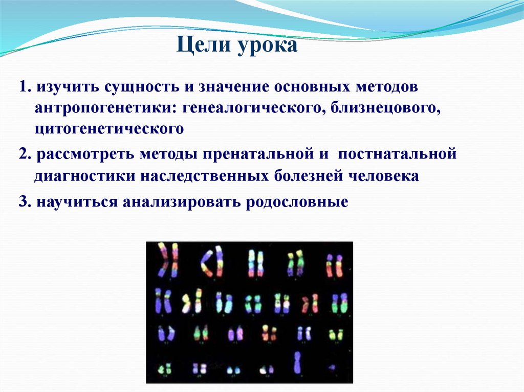 Методы изучения генетики человека презентация