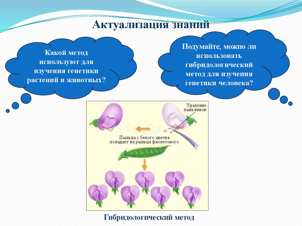 Заполните схему методы изучения генетики человека