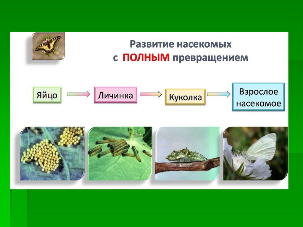 Каким способом размножаются насекомые. Схема размножения насекомых 7 класс биология. Схема стадий развития насекомого. Схема развития насекомых с полным и неполным превращением. Размножение и развитие насекомых.