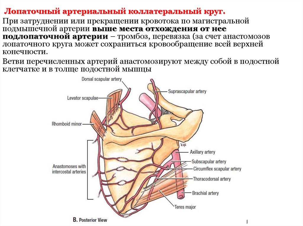 Лопаточная область анатомия. Лопаточный артериальный коллатеральный круг схема. Коллатеральный артериальный круг лопатки. Лопаточный артериальный анастомотический круг. Коллатеральное кровообращение лопатки.