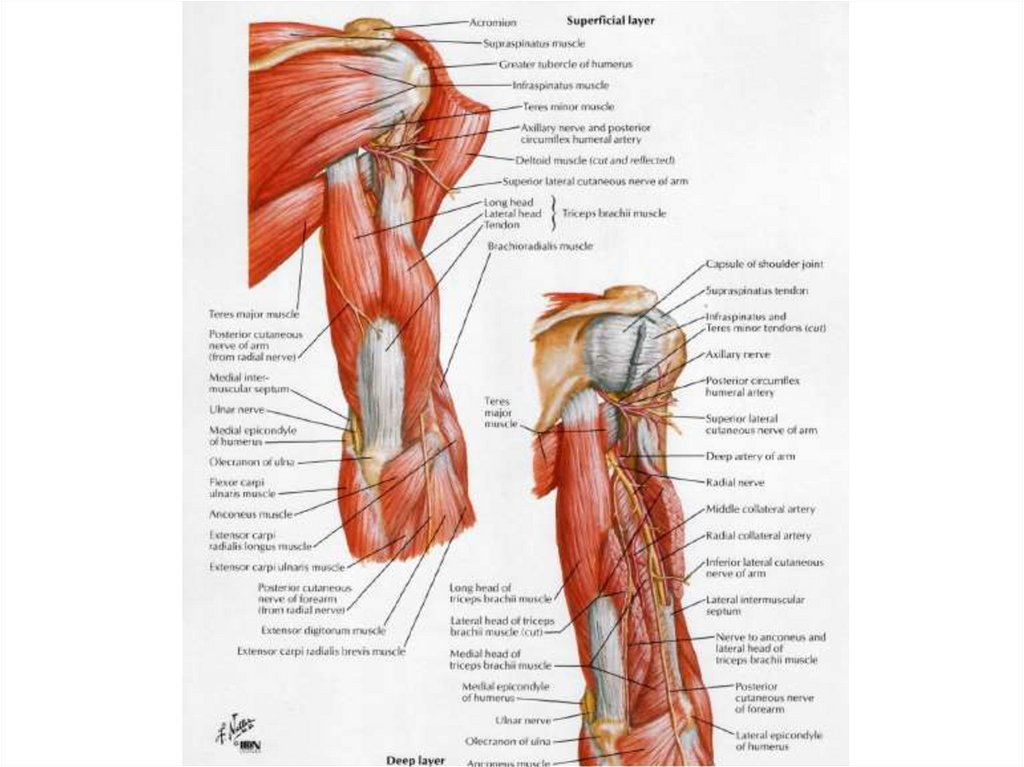 Мышцы плеча и предплечья рисунок с подписями