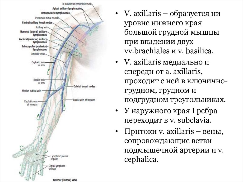 Притоки вены. Вена axillaris. Подмышечная Вена притоки. Подмышечная Вена [v.axillaris].