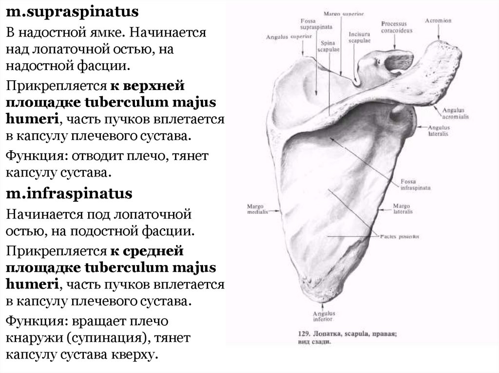 Лопаточная область анатомия. Лопатка топографическая анатомия. Надостная ямка анатомия. Лопаточная область топографическая анатомия. Функции лопатки человека.