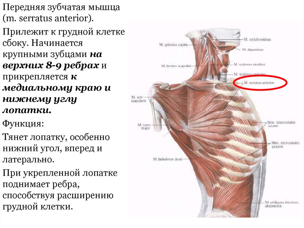 Поднимающая латынь. Serratus anterior мышца. Передняя зубчатая мышца начало и прикрепление. Верхняя задняя зубчатая мышца спины функции.