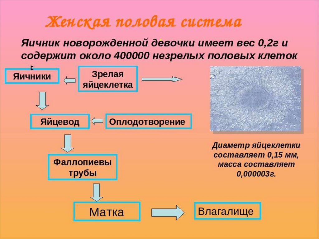 Размножение человека биология 6 класс