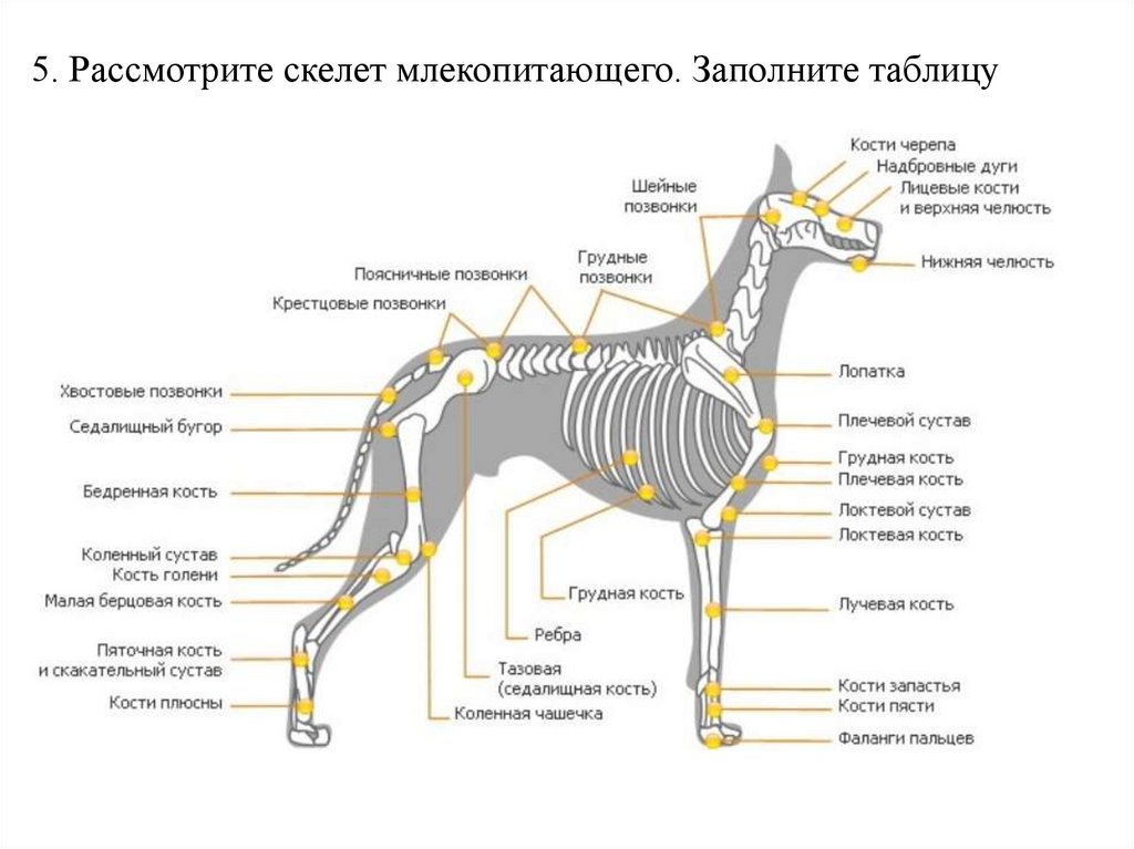 Общий план строения млекопитающих