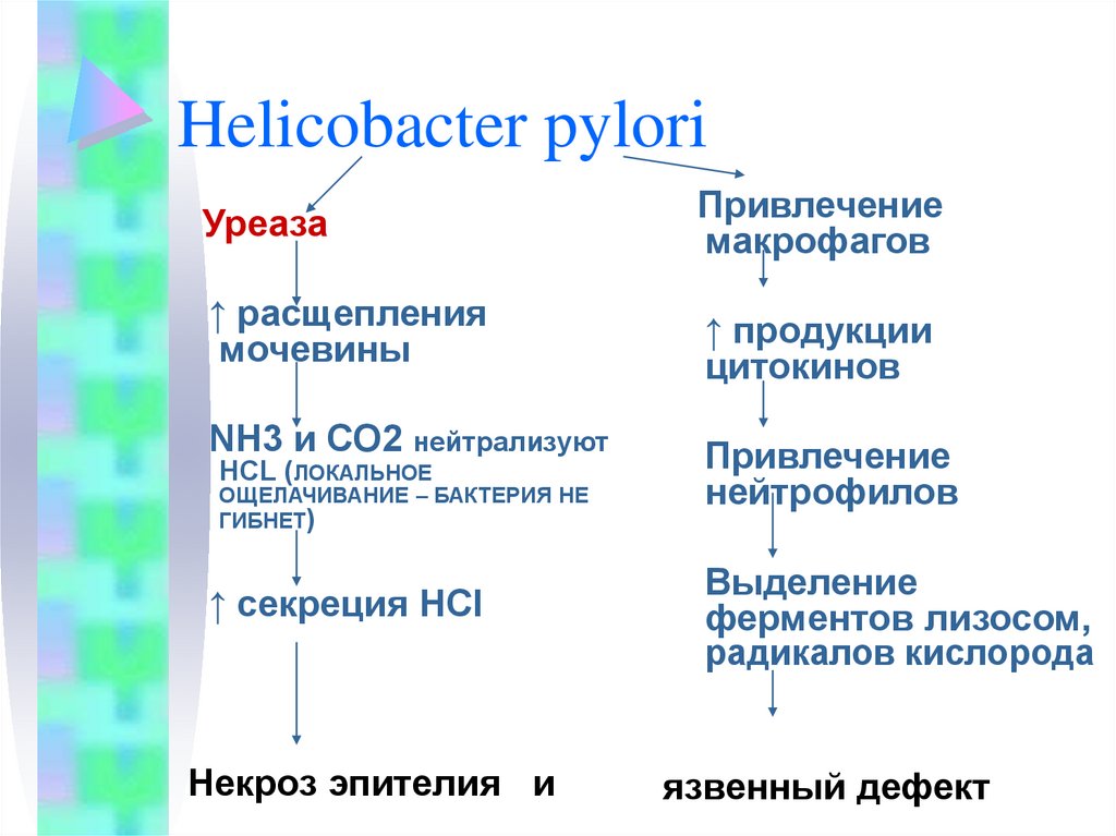 Причины заболевания хеликобактером. Хеликобактер пилори в желудке патогенез. Характерный признак Helicobacter pylori. Хеликобактер пилори структура. Хеликобактер пилори систематика.