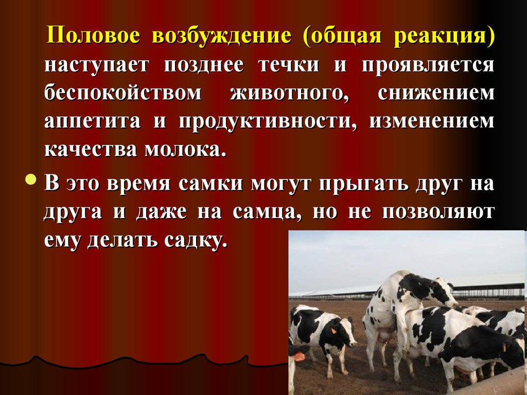 Половое возбуждение. Частота течки коров. Неполноценные половые циклы у животных это. Течка у коровы как часто.