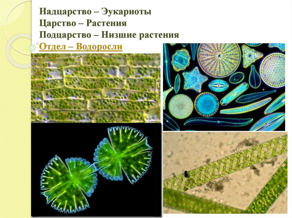 В клетках водорослей содержится. Надцарство эукариоты царство. Царство растения Подцарство низшие растения. Царство водорослей. Многоклеточные эукариоты.