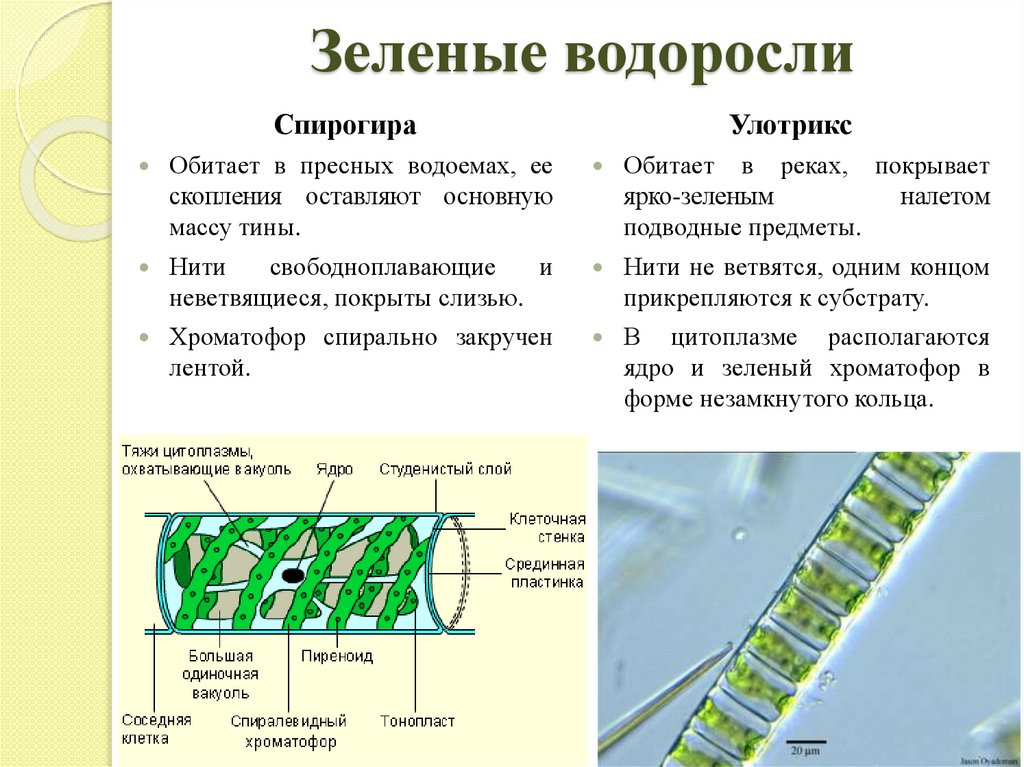 Роль водорослей в лишайнике