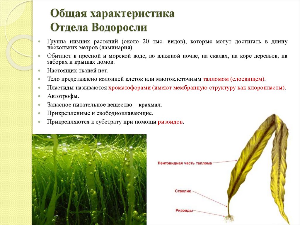 Особенности растения водоросли. Характеристика основных отделов водорослей. Ламинария отдел водорослей. Основные отделы водорослей, их характеристика. Биология 7 класс характеристика отдел зелёные водоросли.
