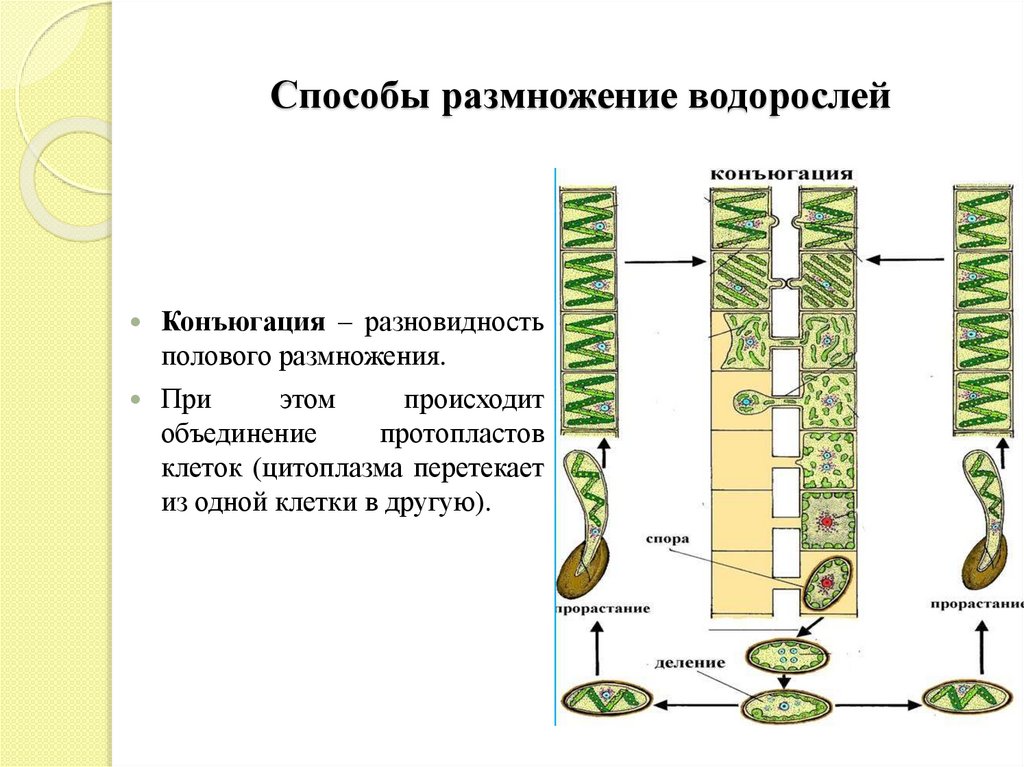 Низшие растения спирогира. Цикл развития спирогиры ЕГЭ. Спирогира водоросль размножение. Спирогира строение и размножение. Жизненный цикл спирогиры ЕГЭ биология.