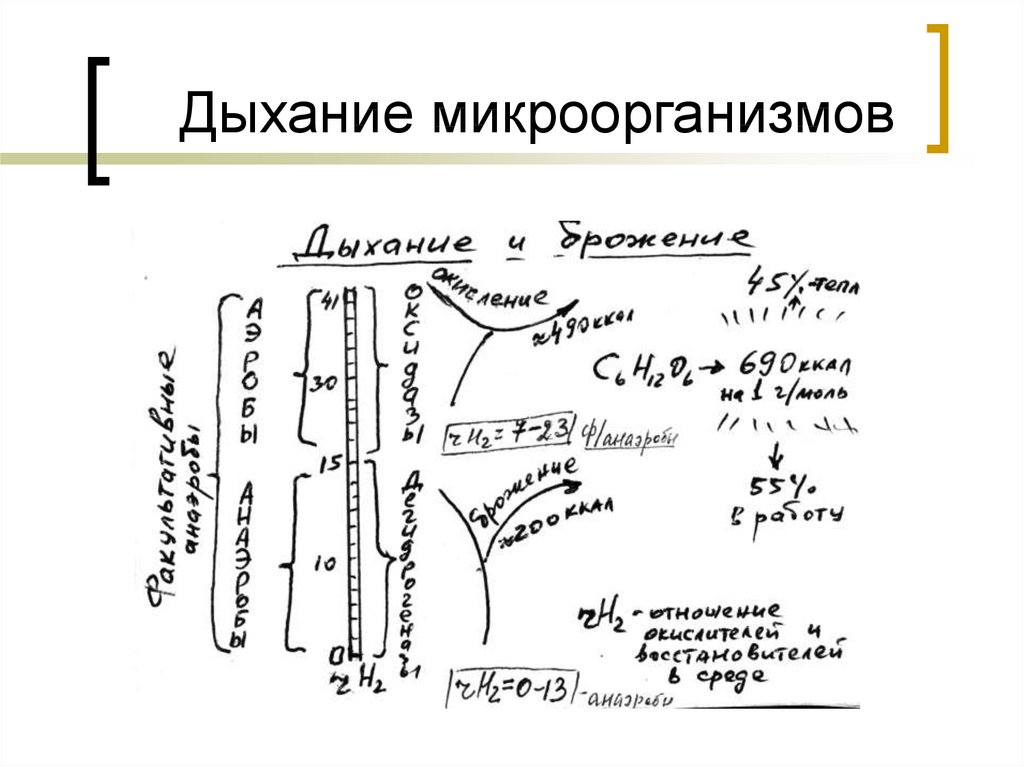 Дыхание бактерий. Дыхание бактерий микробиология схема. Типы дыхания микроорганизмов схема. Типы дыхания микроорганизмов таблица. Дыхание микроорганизмов микробиология.