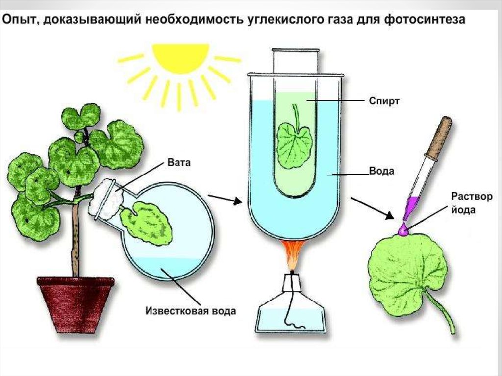 Полученный опыт который можно в. Опыт доказывающий необходимость углекислого газа для фотосинтеза. Опыт доказывающий необходимость света для фотосинтеза. Опыт доказывающий необходимость углекислого газа при фотосинтезе. Опыт нужен углекислый ГАЗ для фотосинтеза.