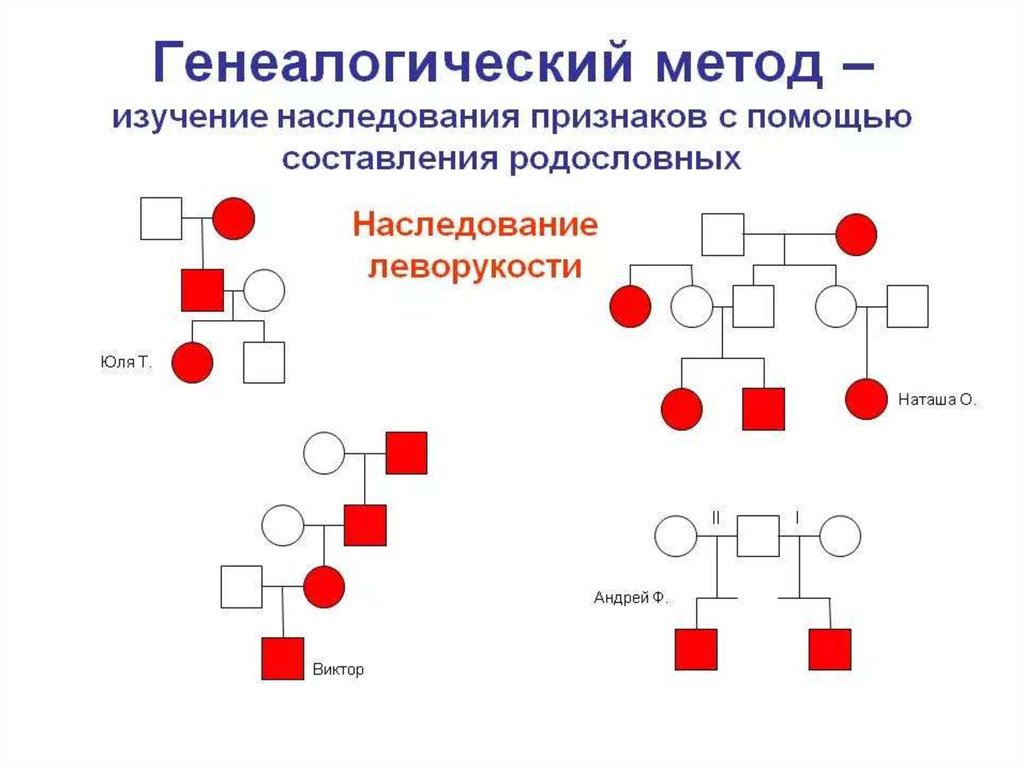 Генеалогический. Генеалогический метод изучения генетики человека примеры. Клинико-генеалогический метод изучения наследственности. Генеалогический метод изучения наследственности человека. Наследование леворукости генеалогический.