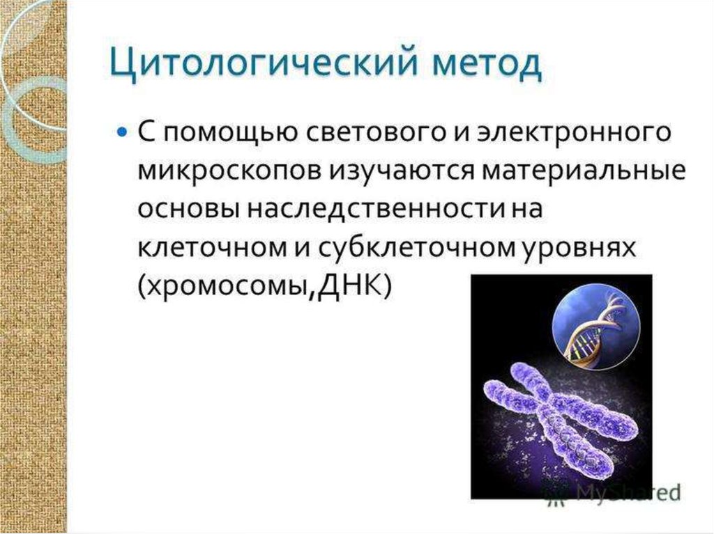 Генетика это в биологии кратко. Цитологический метод. Методы генетики цитологический. Цитологический метод исследования генетики. Цитологический метод в генетике.