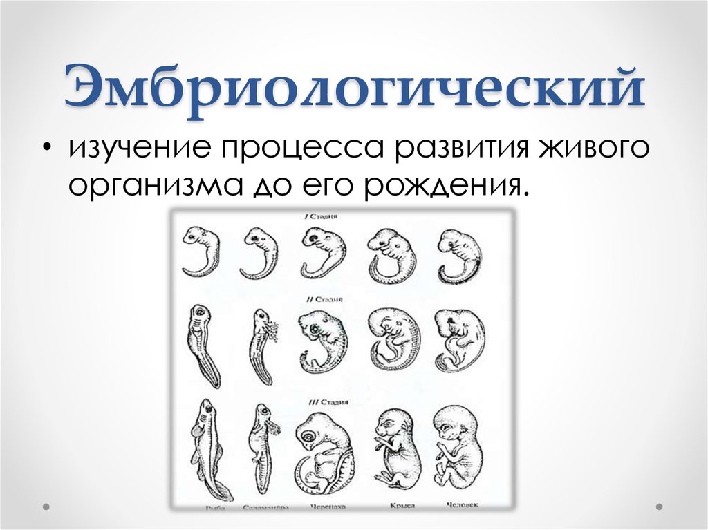 Группы изучения эволюции. Эмбриологические методы изучения эволюции. Эмбриологический метод исследования в биологии. Эмбриологический метод изучения эволюции. Эмбриологический метод Геккель.