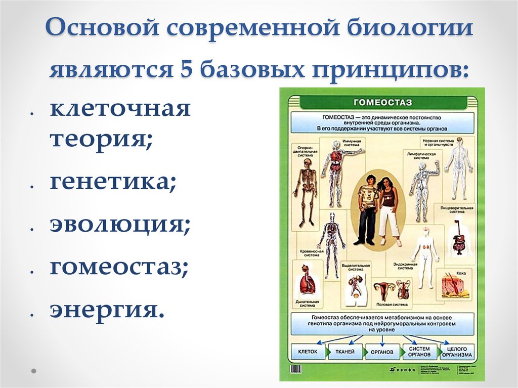 Биология является. Основы современной биологии. Принципы современной биологии. Клеточная теория гомеостаза. Клеточная теория генетика.