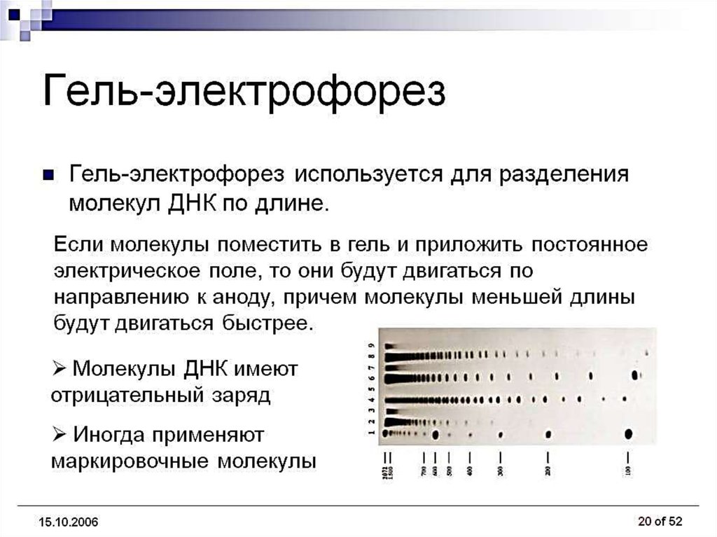 Днк гель. Метод гель электрофореза для разделения ДНК. Гель электрофорез ДНК методика. Метод ПЦР гель электрофорез. Метод горизонтального гель-электрофореза.