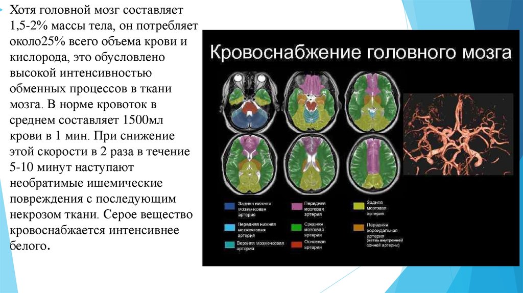 Бассейны кровоснабжения головного мозга схема