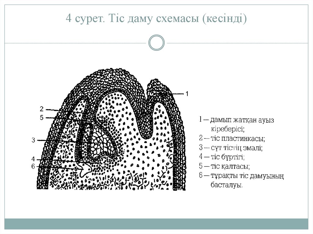 Тістем түрлері презентация