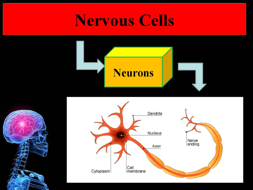 The Nervous System - презентация онлайн