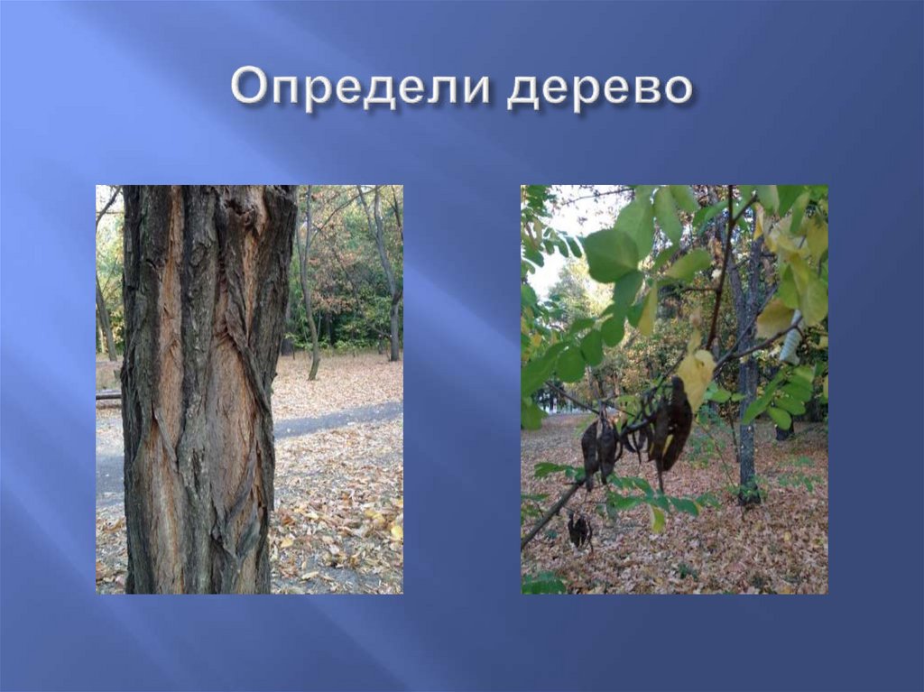 Определи дерево. Узнай дерево. Распознавание деревьев по фото. Определить какое дерево по фото.