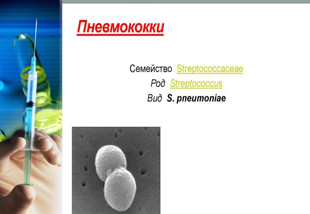 Пневмококки микробиология презентация