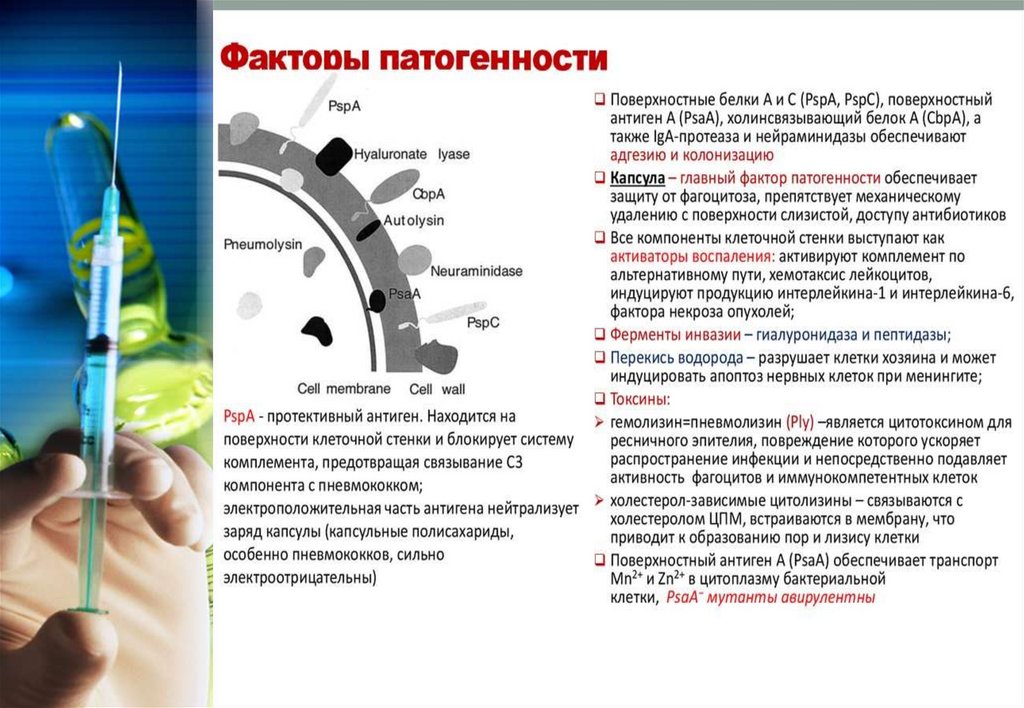 Пневмококк у ребенка температура. Факторы патогенности пневмококка. Факторы патогенности пневмококков. Факторы патогенности s pneumoniae. Факторы патогенности пневмококковой инфекции.