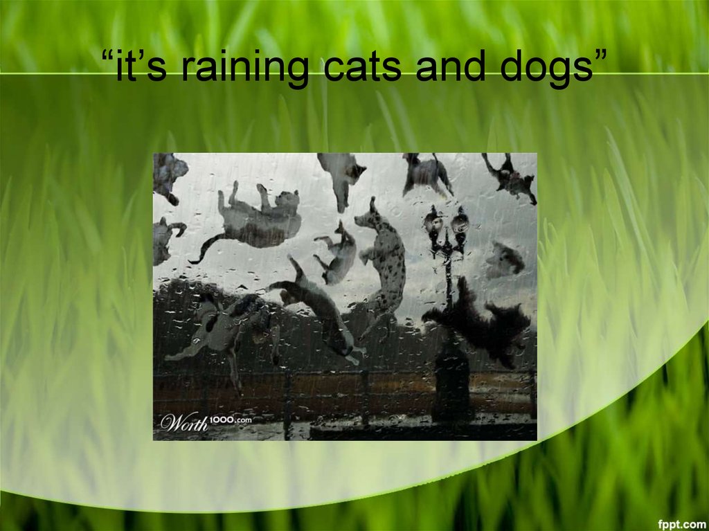 Raining cats and dogs. Ирис raining Cats and Dogs.