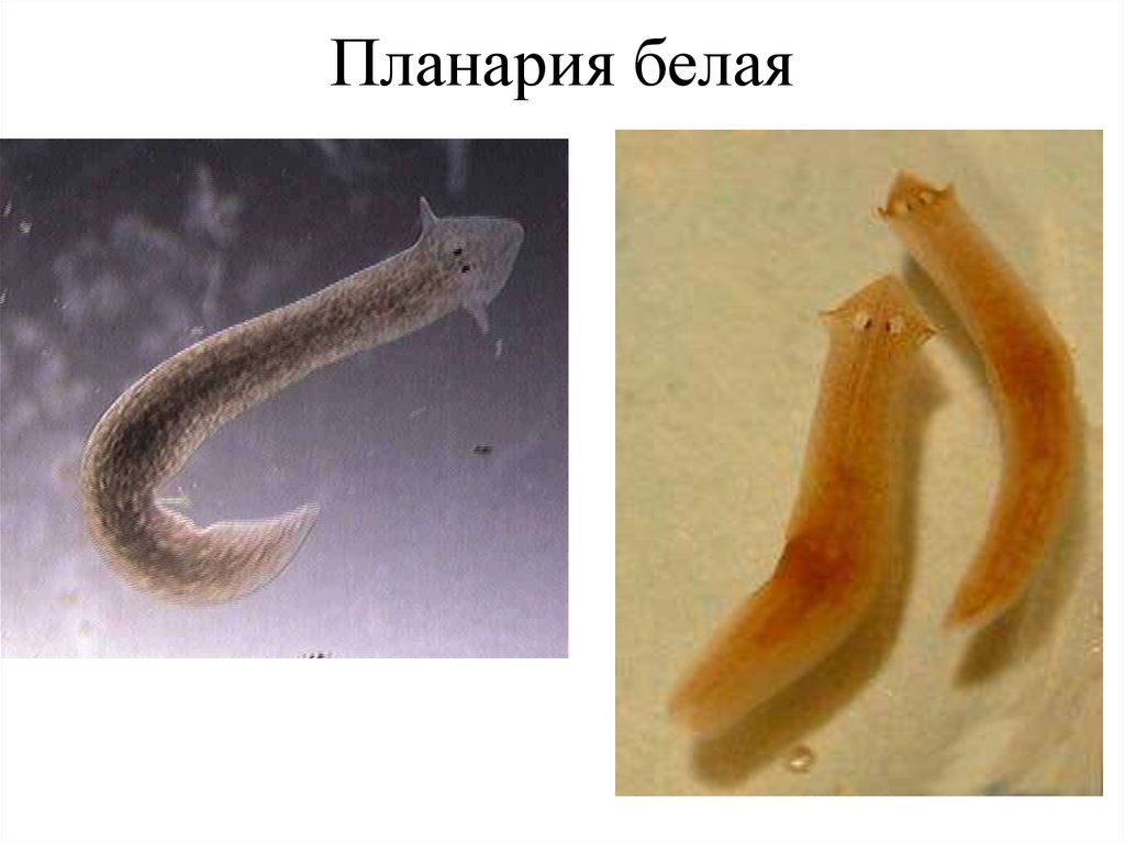 Жизнь белой планарии. Планария дугезия. Молочно белая планария Тип червей. Планария многоглазая. Молочная планария это плоский червь.