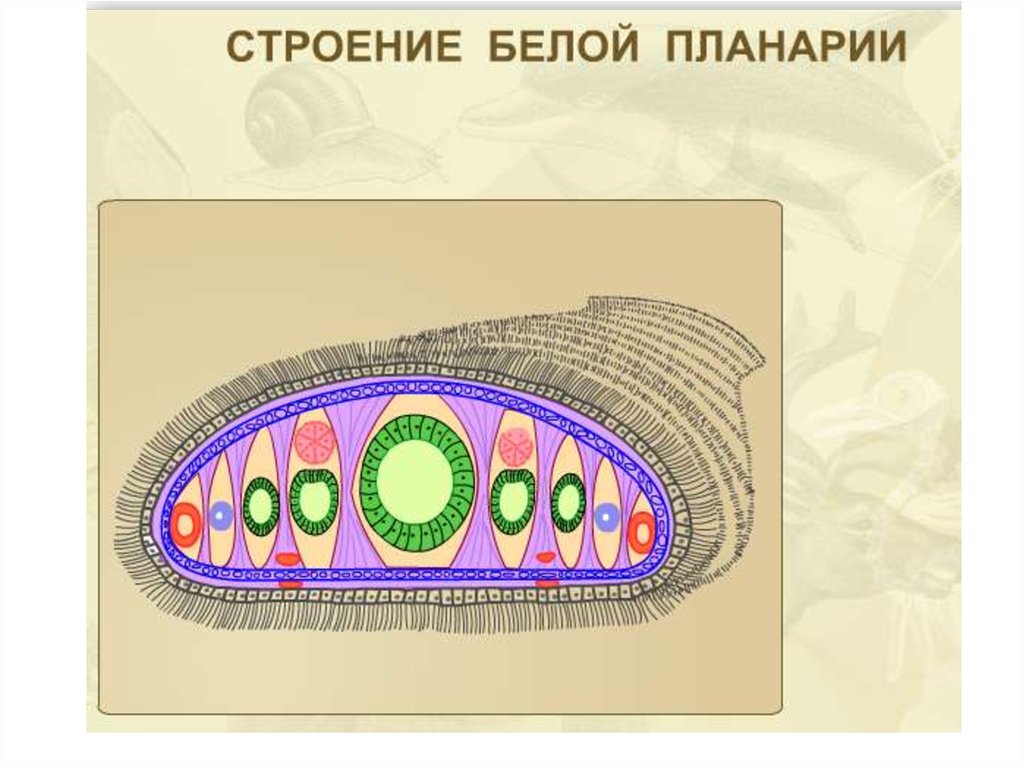 Внутреннее строение плоские