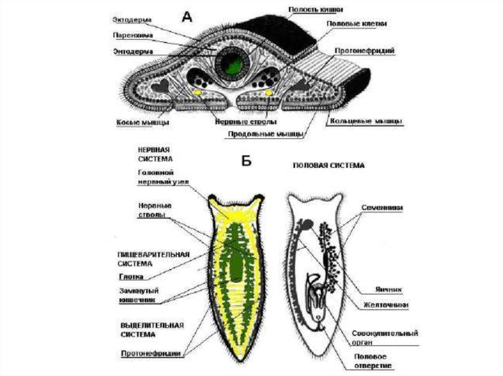 Наличие полости тела плоских червей