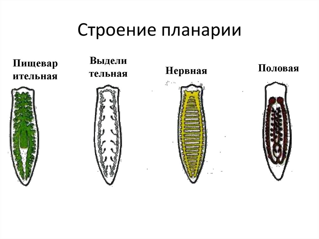 Строение плоских червей рисунок