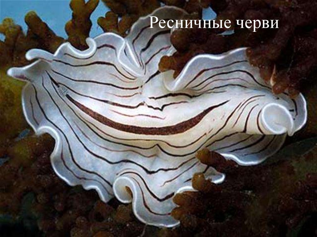 Ресничные черви