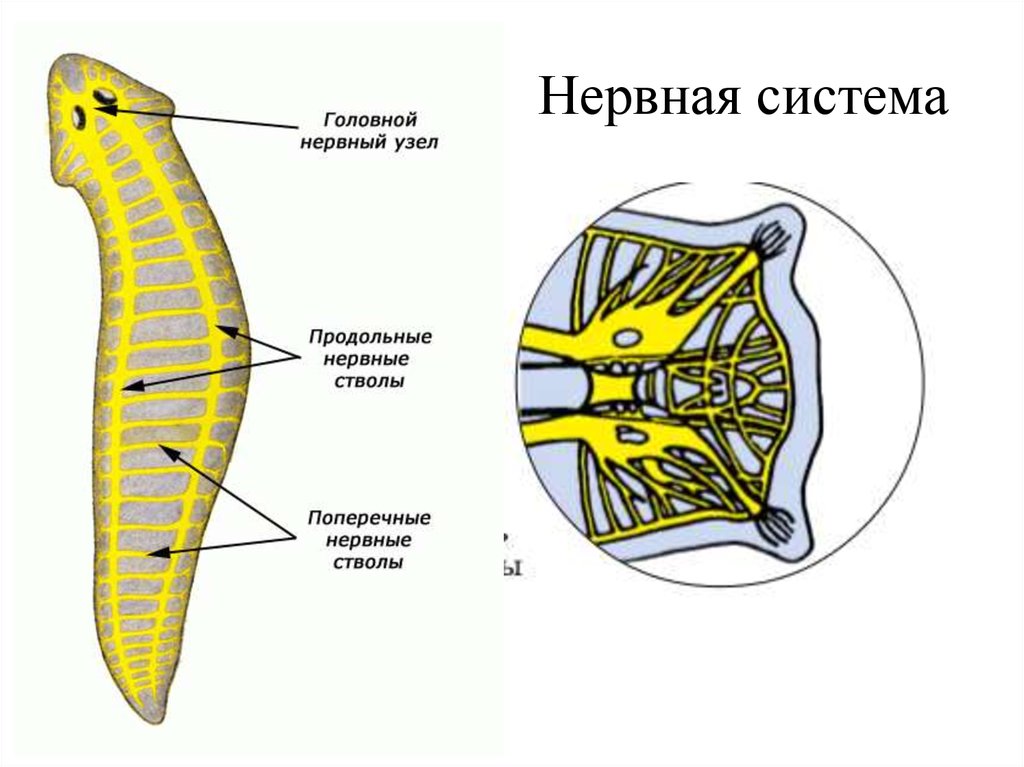 Стволовой червь. Строение нервной системы планарии. Ресничные черви строение нервной системы. Лестничная нервная система планарии. Строение нервной системы плоских червей.