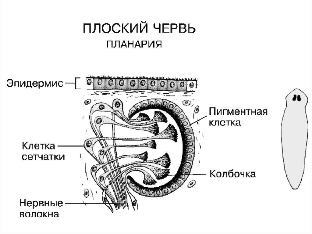 Схема строения половой системы плоских червей