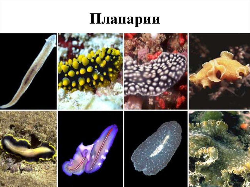 Планарии