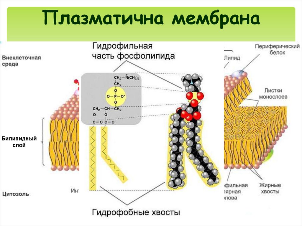 Плазматична мембрана
