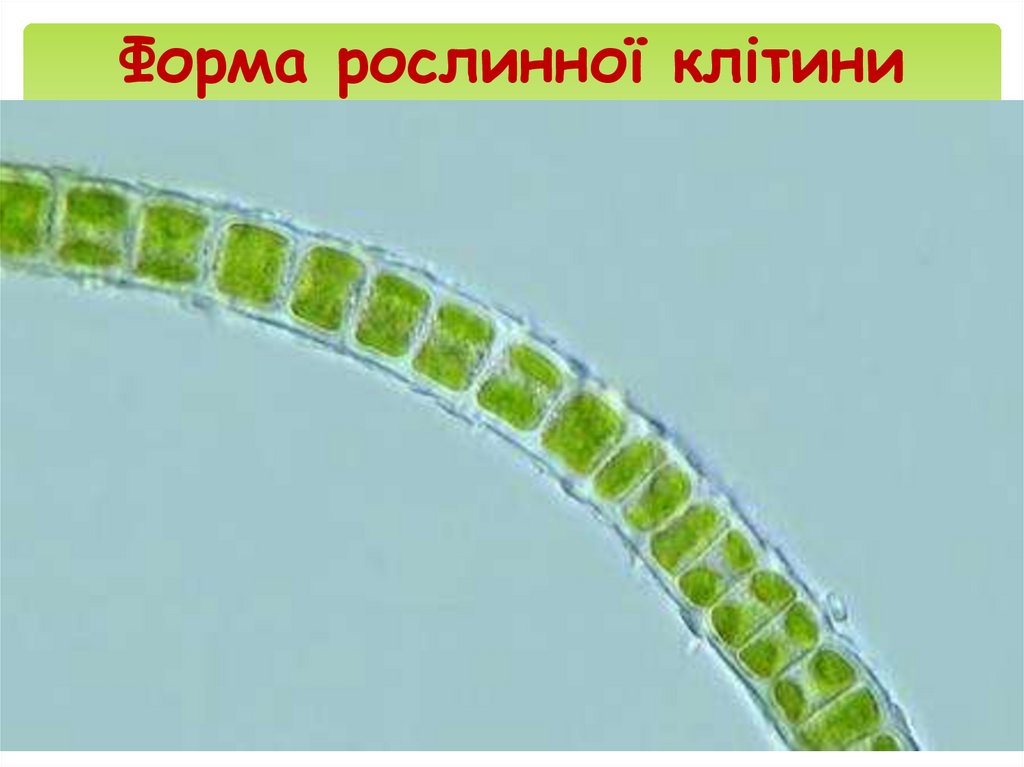 Форма рослинної клітини