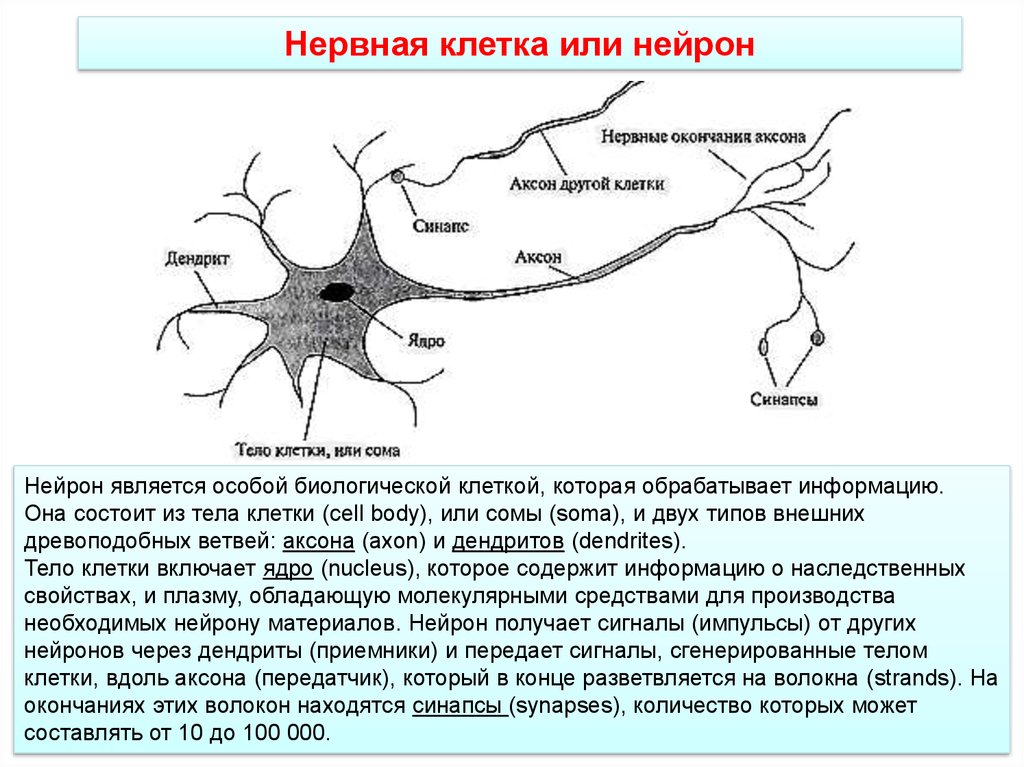 Примеры нервных клеток. Нейроны головного мозга схема. Аксон дендрит синапс. Схема нейронов и синапсов. Структура нейронов головного мозга.