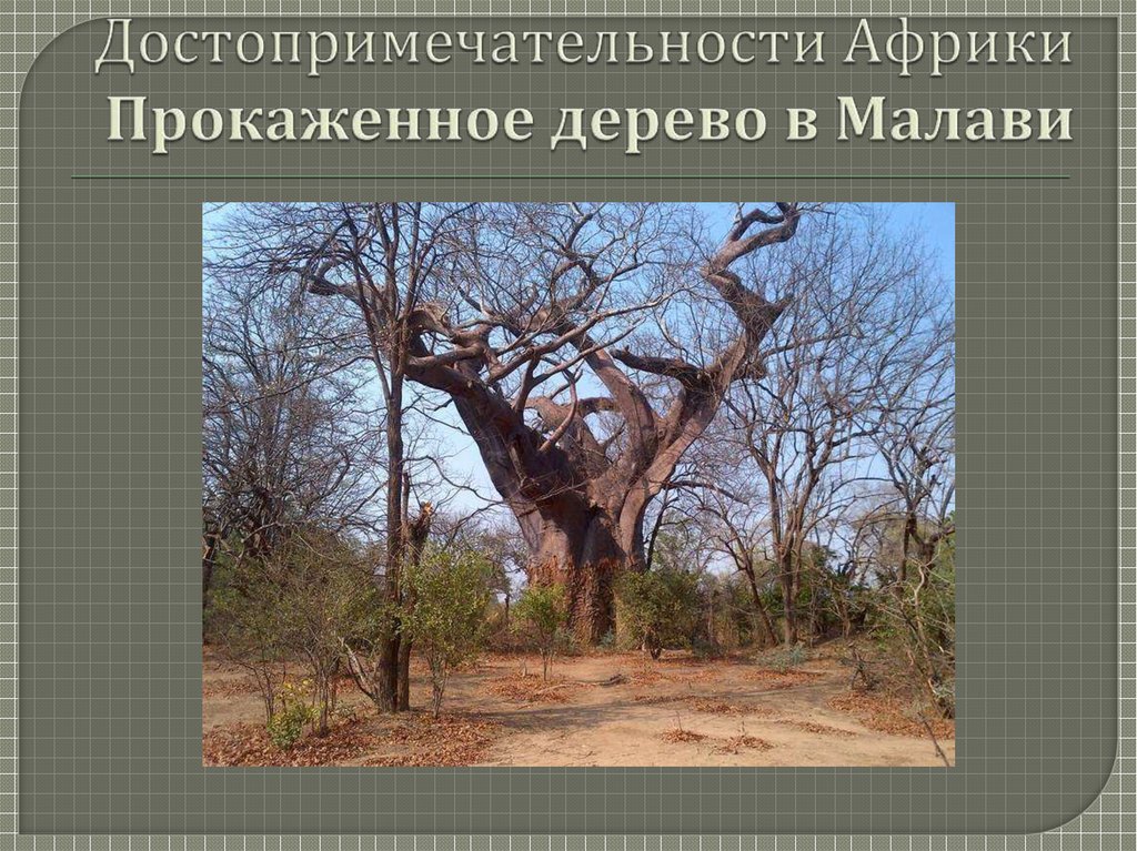 Достопримечательности Африки Прокаженное дерево в Малави